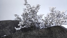 冰花