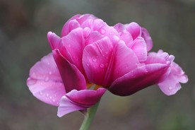 玉兰花图片