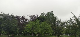 风景 风景图 树  天空 天空