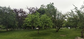风景 风景图 树  天空 天空