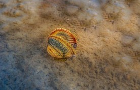 贝壳 软体动物 扇贝 海螺 螺