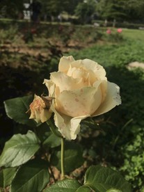 黄色月季