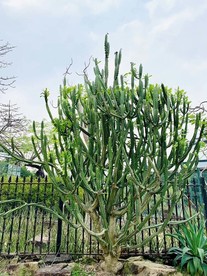 绿意