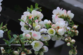 贴梗海棠花