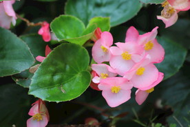 海棠花