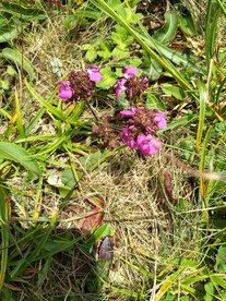 山野之花