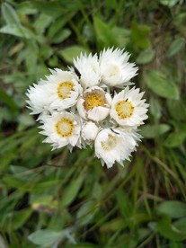 白花