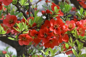贴梗海棠花
