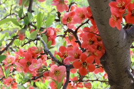 贴梗海棠花