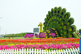 花坛