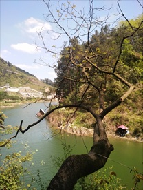 自然风景 湖泊 树  绿水青山