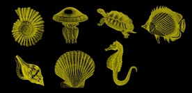 海洋生物笔刷