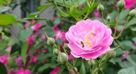 春日一隅