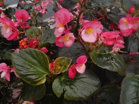 玫红四季海棠