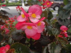 玫红四季海棠
