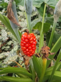 山芋