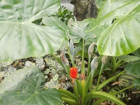 山芋