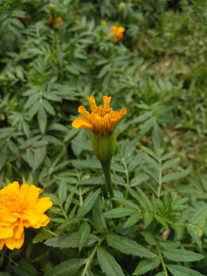 黄花
