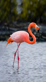火烈鸟图片