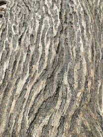 假树皮 树纹