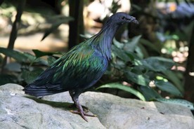 鸽子字图片鸟类图片生物世界