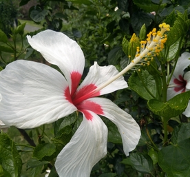 白槿花
