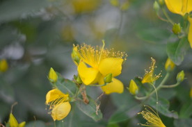 小黄花