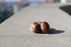 板栗