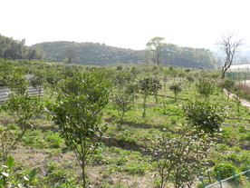 种植基地