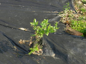 种植基地