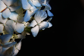 蓝色绣球花
