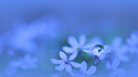 蓝色小花