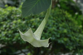 曼陀罗花