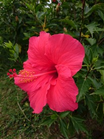 扶桑花