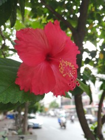 朱槿