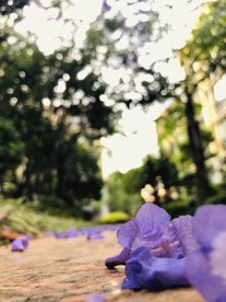蓝花楹