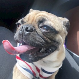 八哥犬
