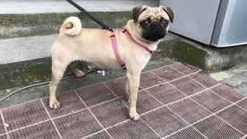 八哥犬