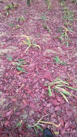 落花一地