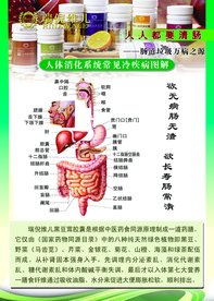 消化系统图