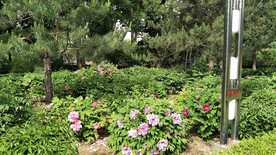 黄村公园