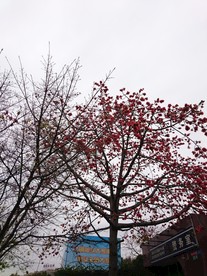 木棉花