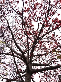 木棉花
