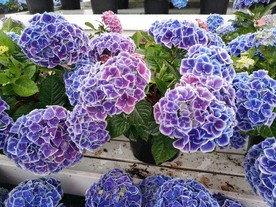 紫色球花