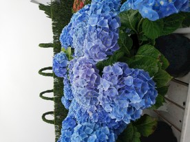 蓝色球花