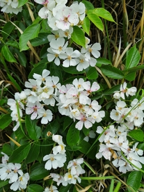 野蔷薇
