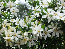 栀子花
