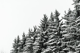 雪松