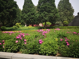 泰安 泰山 岱庙 芍药 粉红