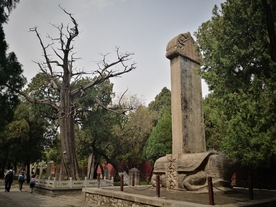 泰安 泰山 岱庙 汉柏 唐槐